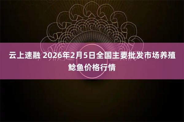 云上速融 2026年2月5日全国主要批发市场养殖鲶鱼价格行情
